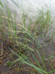 Panicum repens
