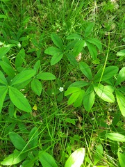 Potentilla alba