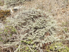 Artemisia californica
