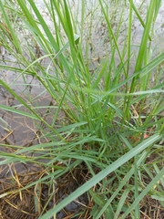 Panicum repens