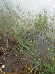 Panicum repens