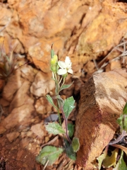 Goodenia macroplectra