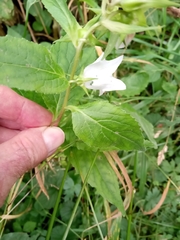 Campanula latifolia
