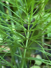 Equisetum
