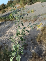 Nicotiana glauca