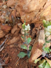 Goodenia macroplectra
