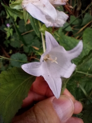 Campanula latifolia