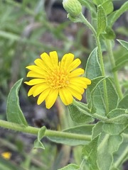 Heterotheca subaxillaris