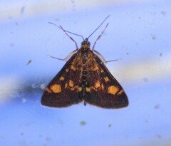 Pyrausta aurata