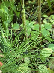 Equisetum