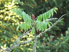 Rhus typhina