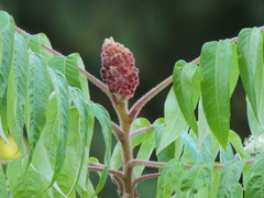 Rhus typhina