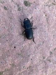 Dorcus parallelipipedus