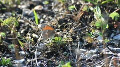 Coenonympha california