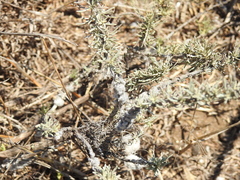 Rhopalomyia floccosa