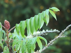 Rhus typhina