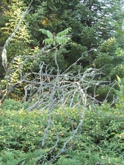 Rhus typhina
