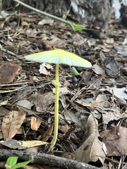 Leucocoprinus fragilissimus