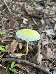Leucocoprinus fragilissimus