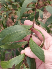 Acacia binervata