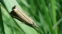 Chrysoteuchia culmella