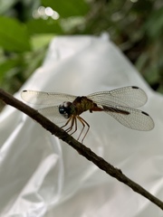 Orchithemis pulcherrima