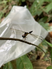 Orchithemis pulcherrima