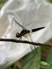 Orchithemis pulcherrima