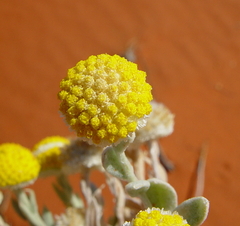 Decazesia hecatocephala