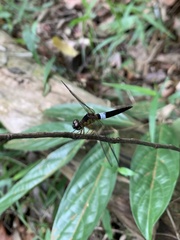 Orchithemis pulcherrima