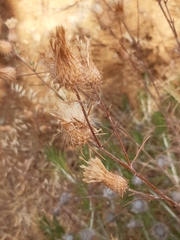 Ptilostemon chamaepeuce cyprius
