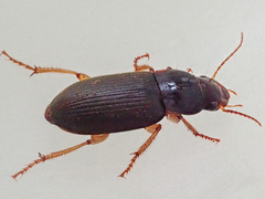 Harpalus griseus