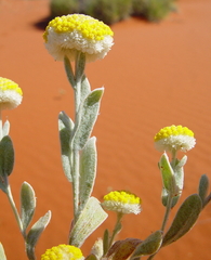 Decazesia hecatocephala