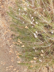 Ptilostemon chamaepeuce cyprius