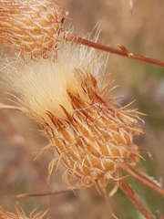 Ptilostemon chamaepeuce cyprius