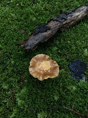 Kuehneromyces mutabilis