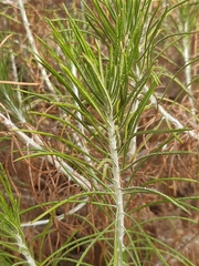 Ptilostemon chamaepeuce cyprius