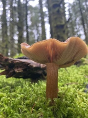 Kuehneromyces mutabilis
