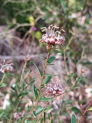 Grevillea sphacelata