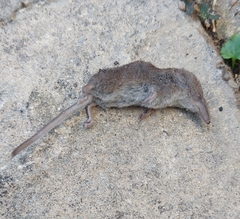 Sorex minutus