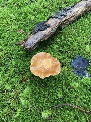 Kuehneromyces mutabilis