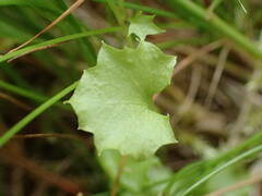 Hesperocodon hederaceus