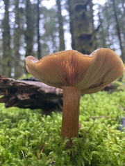 Kuehneromyces mutabilis
