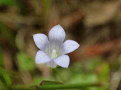 Hesperocodon hederaceus