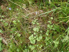 Hesperocodon hederaceus