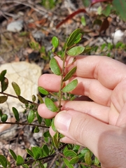 Acacia hispidula