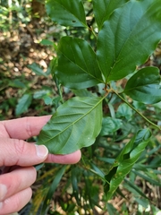 Endiandra muelleri muelleri