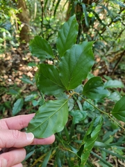 Endiandra muelleri muelleri