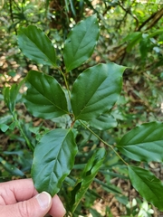 Endiandra muelleri muelleri