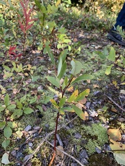Salix glauca